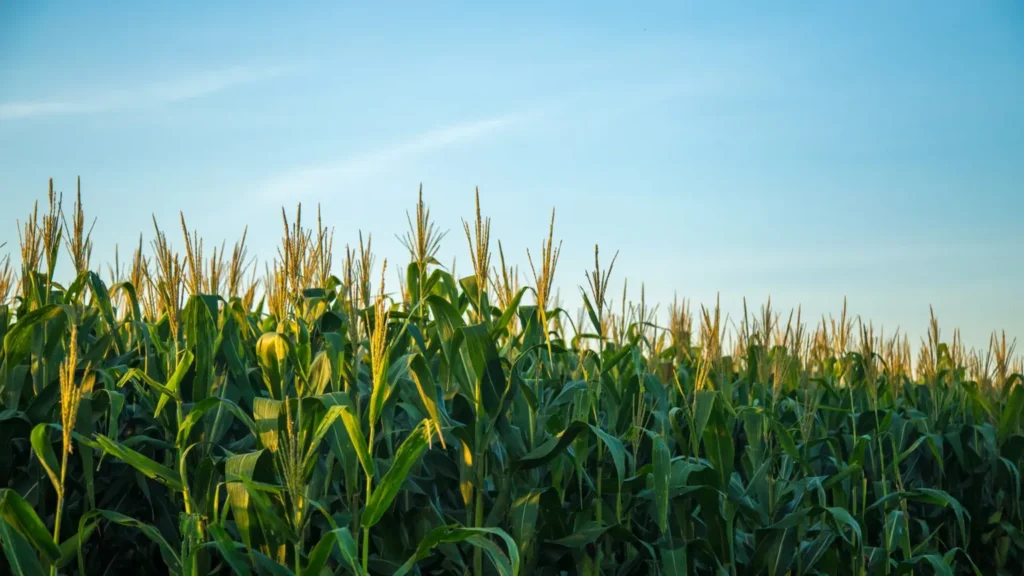 imgi 39 rosnaca kukurydza isag 1536x864 imgi 39 rosnaca kukurydza isag 1536x864